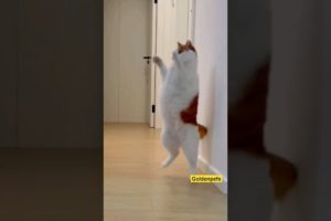 Curious Cat Funny Moments #shorts #cats #catsound #meow #animals #pets #shortsfeed