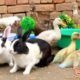 Cute And Adorable animals Playing Ducklings,Rabbits,Duck,Funny animals Video