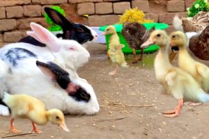 Cute And Adorable animals Playing,Cute Bunnies,Ducklings,Rabbits,Ducks,Cute animals Video