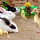 Cute And Adorable animals Playing,Cute Bunnies,Ducklings,Rabbits,Ducks,Cute animals Video