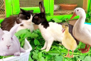 Cute And Adorable animals Playing,Cute Bunnies,Ducklings,Rabbits,Ducks,Cute animals Videos