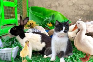 Cute And Adorable animals Playing,Cute Cats Bunnies,Ducklings,Rabbits,Ducks,Cute animals Video