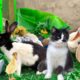 Cute And Adorable animals Playing,Cute Cats Bunnies,Ducklings,Rabbits,Ducks,Cute animals Video