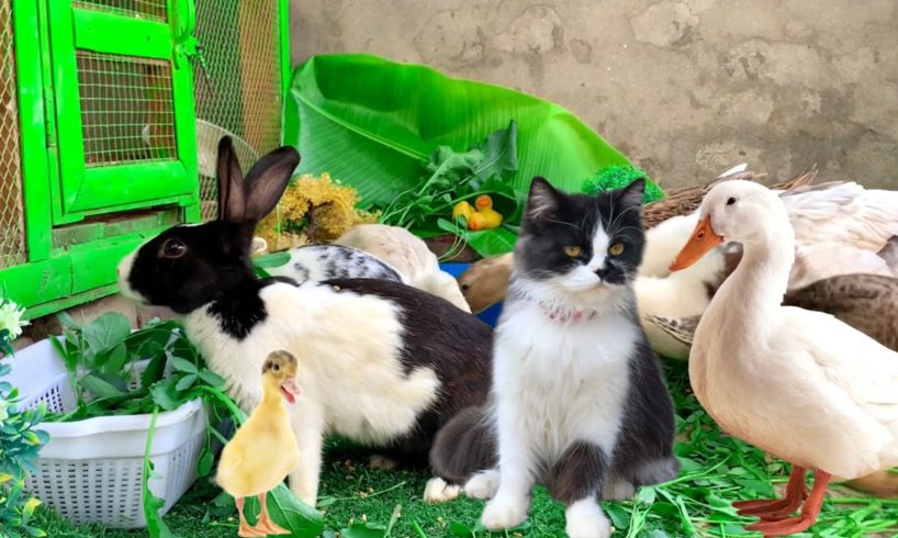 Cute And Adorable animals Playing,Cute Cats Bunnies,Ducklings,Rabbits,Ducks,Cute animals Video