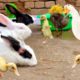 Cute And Adorable animals Playing,Cute Ducklings,Bunnies,Ducks,Cute animals Video