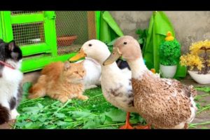 Cute And Adorable animals Playing,Cute Kittens Bunnies,Ducklings,Ducks,Cute funny animals Videos