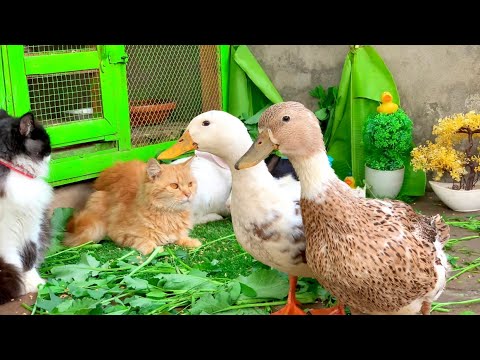 Cute And Adorable animals Playing,Cute Kittens Bunnies,Ducklings,Ducks,Cute funny animals Videos