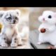 Cute Baby Animals Videos Compilation | Funny and Cute Moment of the Animals #4 - Cutest Animals 2023