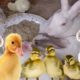 Cute Bunnies,Ducklings Funny And Adorable animals Playing,Cute Cute animals Videos #5