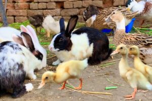 Cute Bunnies,Ducklings,Ducks,Rabbits and Funny And Adorable animals Playing,Cute Cute animals Video