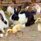 Cute Bunnies,Ducklings,Ducks,Rabbits and Funny And Adorable animals Playing,Cute Cute animals Video