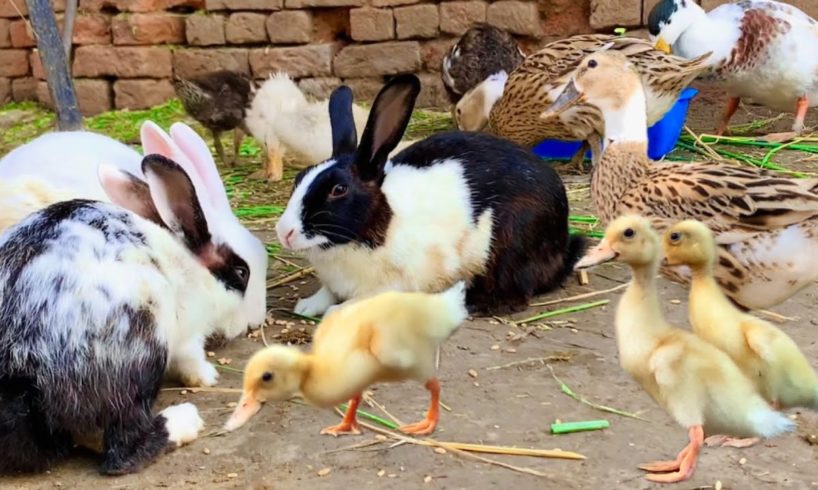 Cute Bunnies,Ducklings,Ducks,Rabbits and Funny And Adorable animals Playing,Cute Cute animals Video