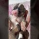 Cute ❤️ | Cute puppy | cute puppies | #viral #funny #shortvideo #shorts #short #puppy