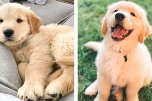 Cute Golden Dogs Help You Relax After Tiring Day 🐶🥰| Cute Puppies