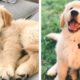 Cute Golden Dogs Help You Relax After Tiring Day 🐶🥰| Cute Puppies