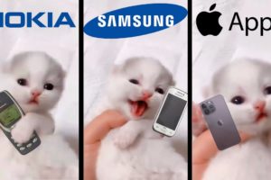 Cute Kitten Meows but famous phone ringtones