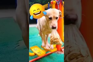 Cute Puppies 🐶😘 Cute and Funny Dog Moments 😂 #shorts #shortdfeed 🐶 Cute #puppy Video(Cute Dog)