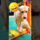 Cute Puppies 🐶😘 Cute and Funny Dog Moments 😂 #shorts #shortdfeed 🐶 Cute #puppy Video(Cute Dog)