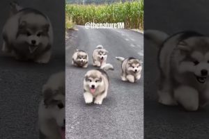 Cute Puppies 🐶😘 Cute and Funny Dog Moments 😂 #shorts #shortsfeed 🐶 Cute #puppy Video(Cute Dog)