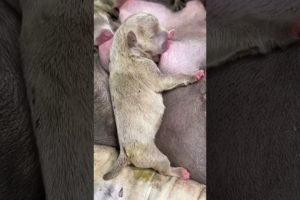 Cute Puppies Drinking Mother's Breast Milk #shorts #puppyvideos #puppylovers