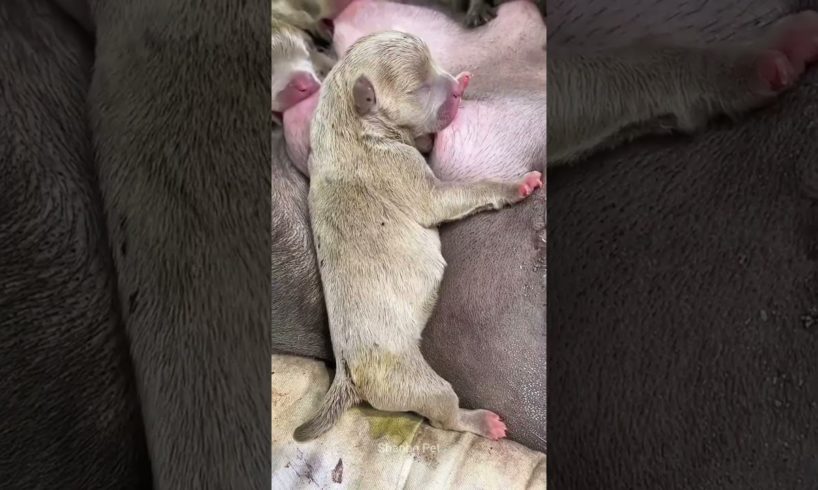 Cute Puppies Drinking Mother's Breast Milk #shorts #puppyvideos #puppylovers