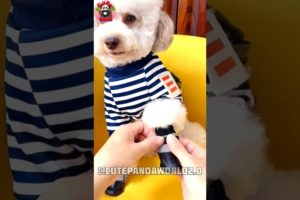 Cute Puppies 😊 Part 42 mini wood toy-wood working art skill /wood/handcraft /#shorts