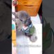 Cute Puppies 😊 Part 49 mini wood toy-wood working art skill /wood/handcraft /#shorts