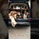 Cute Puppies Pile Out of Car!!