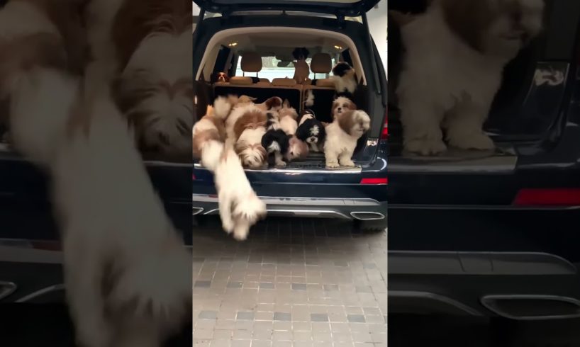 Cute Puppies Pile Out of Car!!