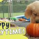 Cute Puppies at Halloween | Guide Dogs Puppy Playtime