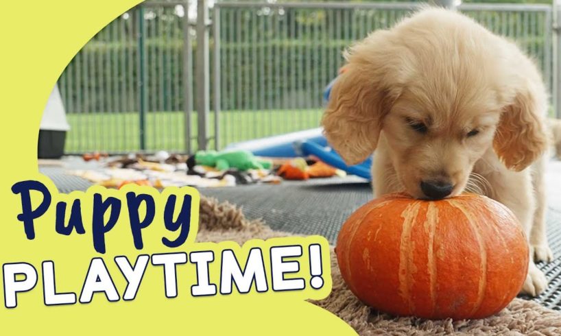 Cute Puppies at Halloween | Guide Dogs Puppy Playtime