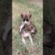 Cute Puppies | #shorts #shortsviral