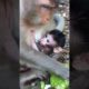 Cute Tiny Baby Milk Feeding Time | Monkey Life  #animals #tiktok