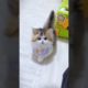 Cute kitten ❤️❤️❤️#cat #catvideos #lovecats #cats #kittens #catlover #princesscat #kitten