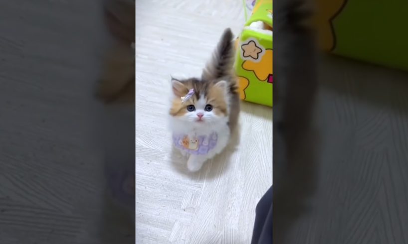 Cute kitten ❤️❤️❤️#cat #catvideos #lovecats #cats #kittens #catlover #princesscat #kitten