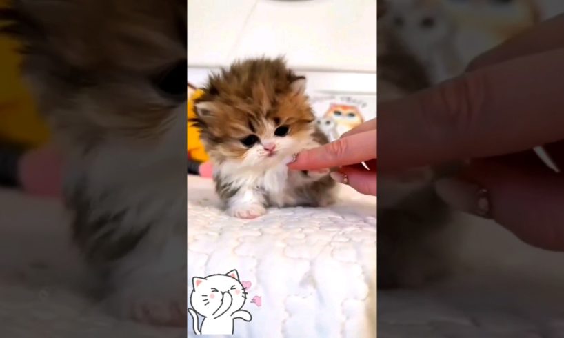 Cute kittens, π₯°π #shorts