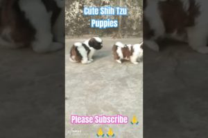 Cute puppies!! Shih Tzu puppy!! #shorts #trending #viral #dog #doglover #shihtzu #cutedog