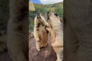 Cute wild animals bobak marmot  69