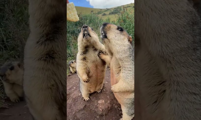 Cute wild animals bobak marmot  69