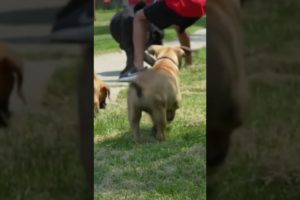 Cutest Puppies African Boerboel mastiff Breed