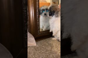 "Cutest Puppy Ever Discovers Mirror Twin - Mind-Blowing Reaction!" #puppy #dogs #cute
