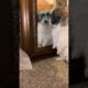 "Cutest Puppy Ever Discovers Mirror Twin - Mind-Blowing Reaction!" #puppy #dogs #cute