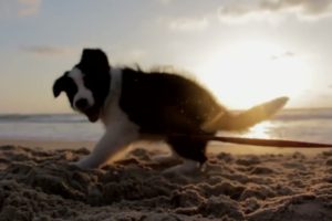 Cutest Puppy Play Video | Beach Puppy Playing Video