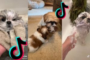 😍 Cutest Shih Tzu 😂 Funny and Cute Shih Tzu Puppies and Dogs Videos