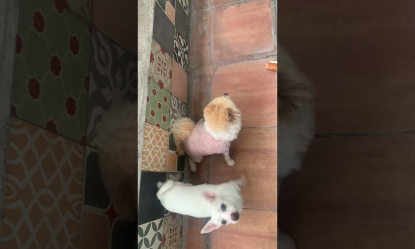 Cutest puppies ♥