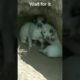 Cutest puppies || Nature entertainment #funny #youtube #viral