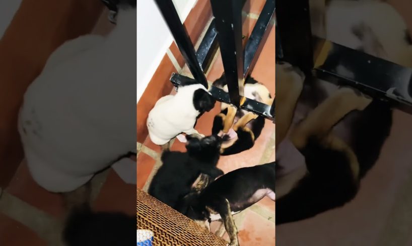 Cutest puppies #dog #trending #puppy #dogshorts #doglover #funny #viralvideo #cutepuppy #happypuppy