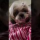 Cutest puppies in 2023# trending # dog love # cute videos # animal video #