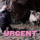 Daring Rescue of Britain's Loneliest Sheep