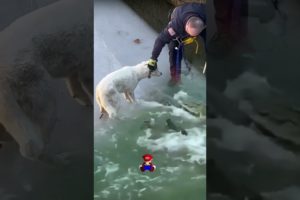 Dog Rescued Wild Life Videos